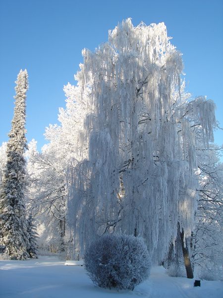 winter in the park